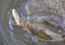 水库钓鲤鱼调几钓几最好？各自的优点是什么？