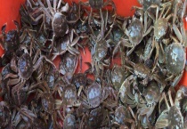 死了的海蟹还可以吃吗 附海蟹的保存多久？
