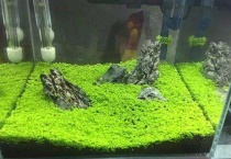 水草种子为什么有粘液