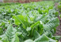 莴笋冬天能冻死吗？