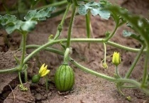 西瓜在第几个叶子留瓜