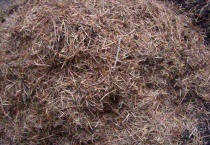 松针土如何杀虫消毒