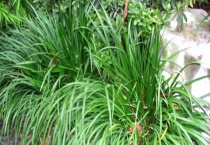 石菖蒲种苗价格及种植方法 附繁殖多久？