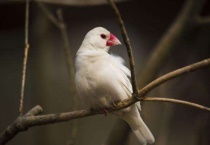 冬天文鸟会冻死么