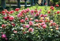 月季叶子黑斑怎么多久？