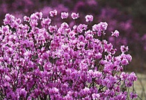 金达莱是什么花