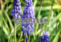 常见的紫色花有哪些？