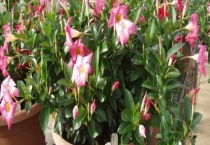 红蝉花不开花什么原因？