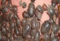 现如今特种养殖骗局有哪些 具体怎样鉴别真假