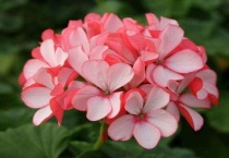 天竺葵爆盆的养殖多久？