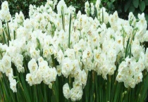 水仙花中毒的症状 能在家里养吗？