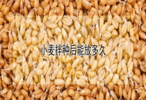 小麦拌种后能放多久？