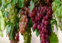 葡萄开花时间在几月 附葡萄花期主要过程