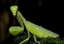 螳螂的繁殖方法 附饲养多久？