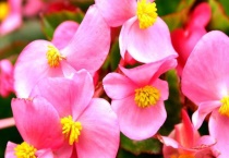 四季海棠有毒吗？