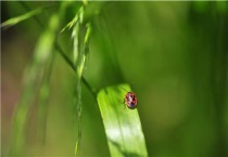 菜虫不用农药怎么除