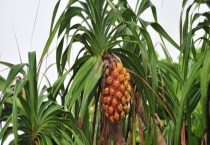 露兜树果实能不能生吃 露兜有什么经济价值