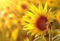 一株向日葵只开一朵花对吗？