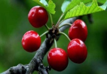 樱桃是几月份的水果