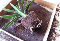 换盆后花都蔫了能活吗？