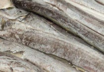 带鱼有养殖的吗？