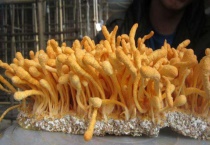 虫草花是什么植物的花