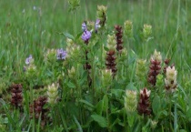 夏枯草多少钱一斤 附种植前景