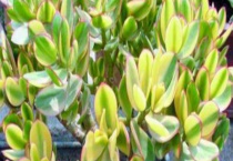 落日之雁和新花月锦的区别？