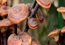 存放了十年的灵芝还能食用吗 怎么吃效果才好