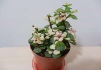 树马齿苋花怎样扦插