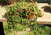 养紫玄月的好处