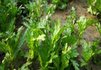 茼蒿是不是皇帝菜 茼蒿有哪些常见做法