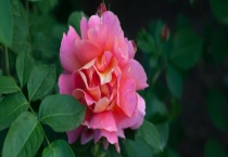 月季和蔷薇的区别？ 有以下四个方面