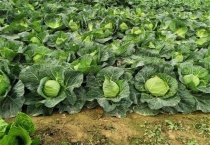 甘蓝不包心怎么办？