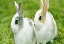 兔粪的用途与价值 需加工处理后才能使用