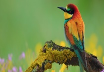 小鸟如何过冬 鸟儿睡不睡觉