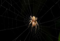 蜘蛛是不是昆虫 平时吃什么食物