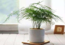 文竹烂根后多久长新根