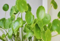 铜钱草会开花吗？铜钱草开花怎么办？