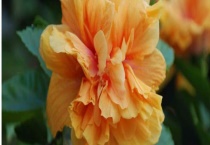 木芙蓉和扶桑花的区别？