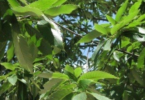 麻栎种子长什么样