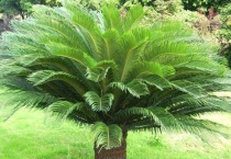 铁树冬天室外怎么过冬