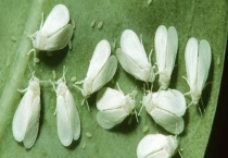 白粉虱的防治方法 附生活习性