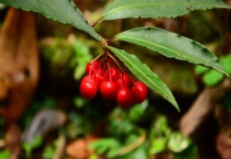 金玉满堂树种是什么树