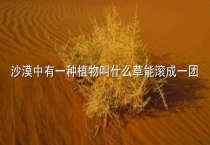 沙漠中有一种植物叫什么草能滚成一团