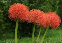 网球花花语是什么？