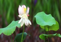 沈阳荷花一般什么时候开 五大赏荷之地是哪里