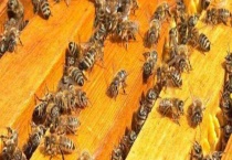 合并蜂群的原理是什么 方法是什么？