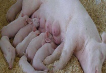 母猪没有奶水怎么办 附催乳多久？
