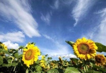 安宁向日葵什么时候开